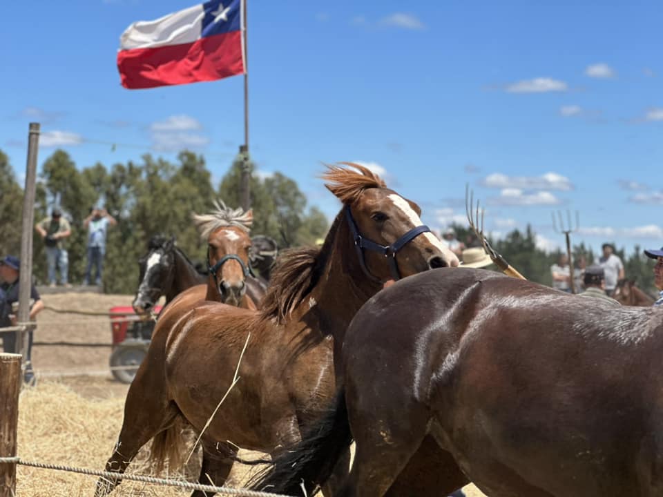 485176417 1051468377006852 7066224833908467452 n