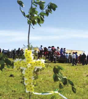 cruz de trigo